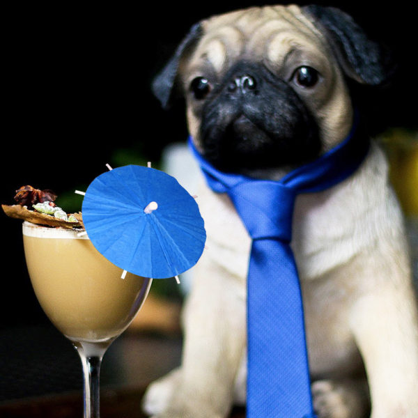 Blue Sky Cocktail Umbrellas in Cocktail with Pug